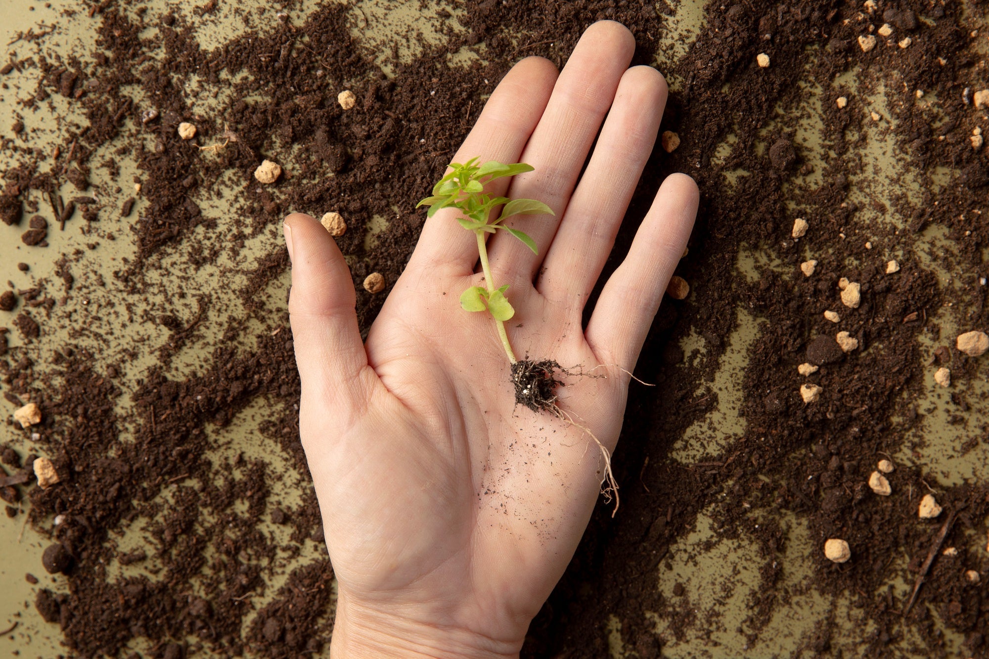 How to Grow 100 Plants from 1 Seed: A Beginner’s Guide to Plant Propagation